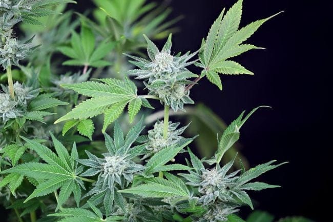 Peyote Wi-Fi Feminised Seeds-SMAN-PEYWIFI-FEM