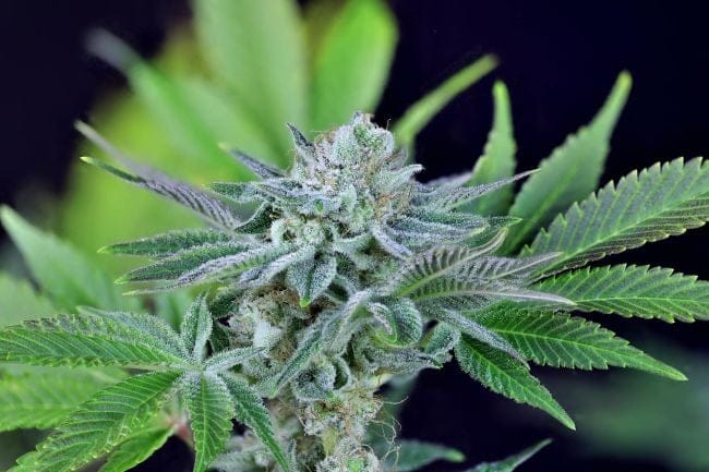 Peyote Wi-Fi Feminised Seeds-SMAN-PEYWIFI-FEM