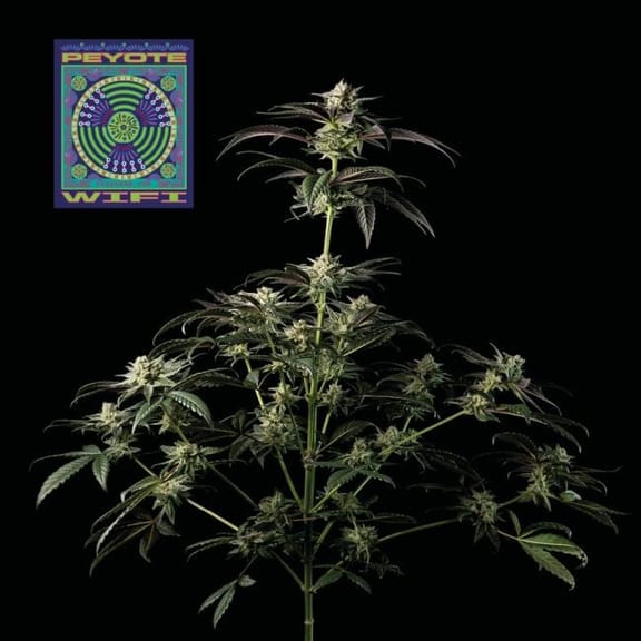 Peyote Wi-Fi Feminized Seeds-SMAN-PEYWIFI-FEM
