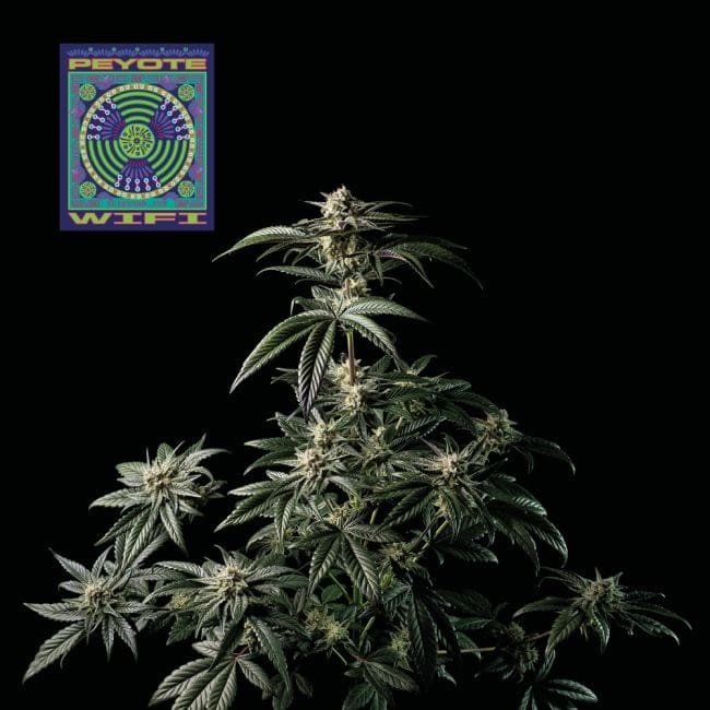 Peyote Wi-Fi Feminised Seeds-SMAN-PEYWIFI-FEM
