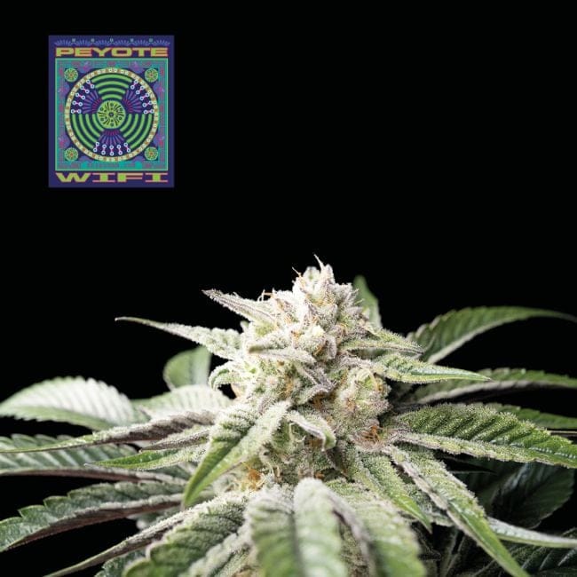 Peyote Wi-Fi Feminised Seeds-SMAN-PEYWIFI-FEM