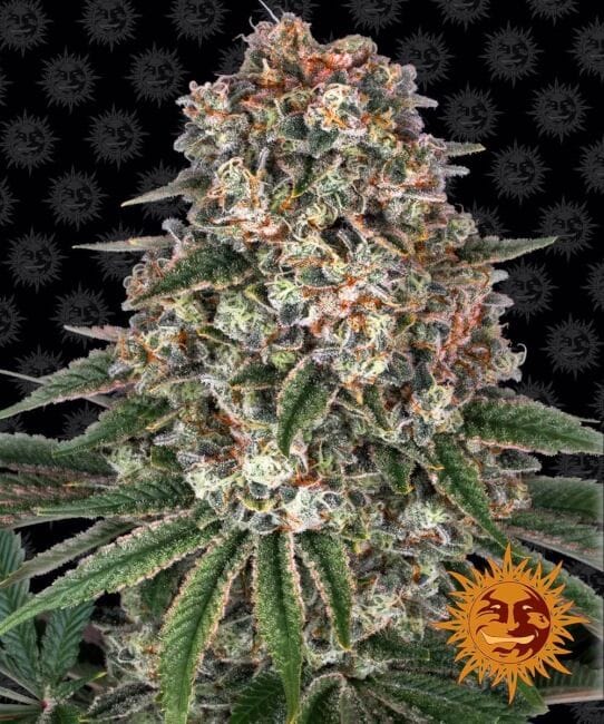 Tropicanna Banana Feminisiert Samen-BFS-TROPBAN-FEM
