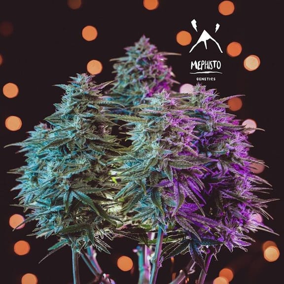 Sour Stomper Auto Feminised Seeds-MEPH-SOSTO-AUTO-Fem