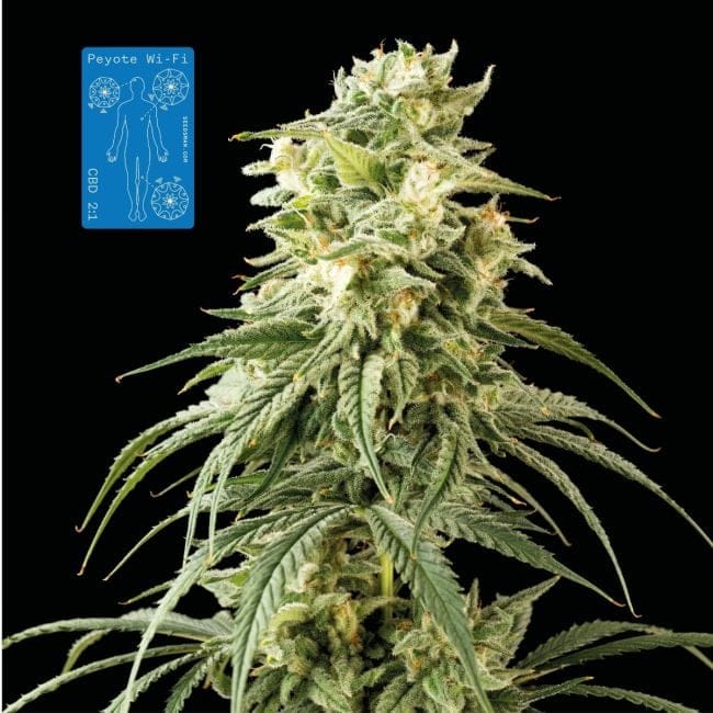 Peyote Wi-Fi CBD 2:1 Feminised Seeds-SMAN-PEY-CBD-FEM