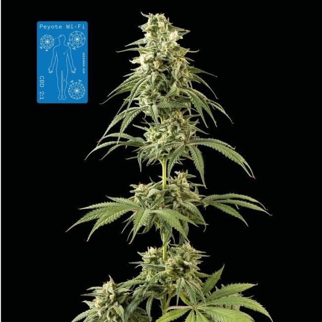 Peyote Wi-Fi CBD 2:1 Feminised Seeds-SMAN-PEY-CBD-FEM