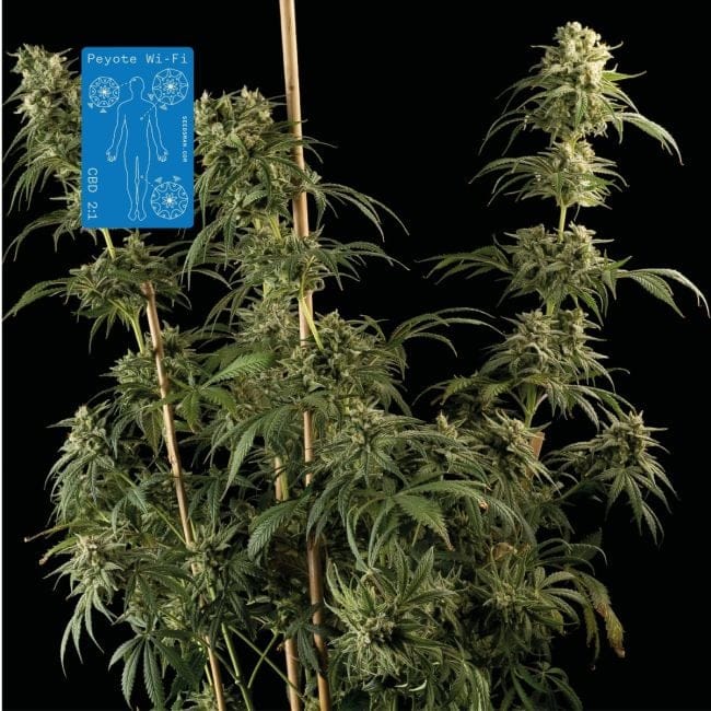 Peyote Wi-Fi CBD 2:1 Feminised Seeds-SMAN-PEY-CBD-FEM