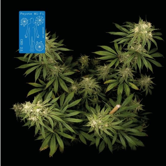 Peyote Wi-Fi CBD 2:1 Feminised Seeds-SMAN-PEY-CBD-FEM
