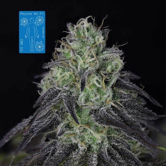Peyote Wi-Fi CBD 2:1 Feminised Seeds-SMAN-PEY-CBD-FEM