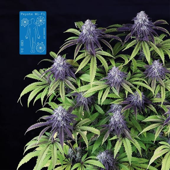 Peyote Wi-Fi CBD 2:1 Feminised Seeds-SMAN-PEY-CBD-FEM