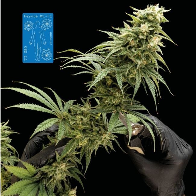 Peyote Wi-Fi CBD 2:1 Feminised Seeds-SMAN-PEY-CBD-FEM