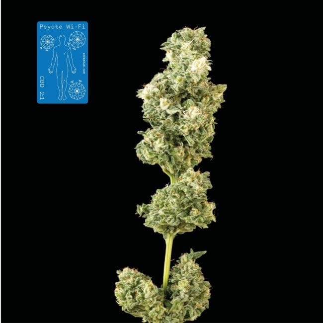 Peyote Wi-Fi CBD 2:1 Feminisiert Saatgut-SMAN-PEY-CBD-FEM