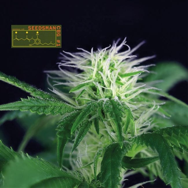 Seedsman CBG #1 Feminized Seeds-SMAN-CBG1-FEM