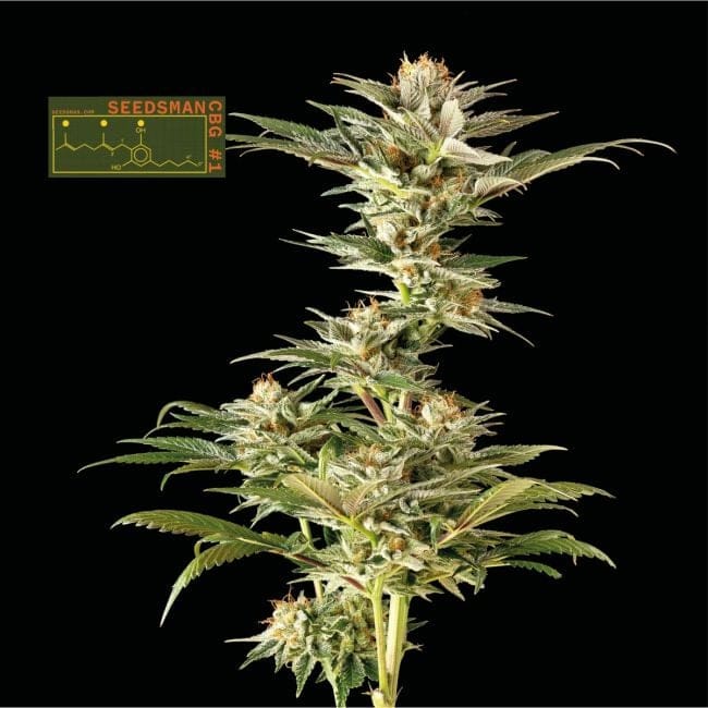 Seedsman CBG #1 Feminized Seeds-SMAN-CBG1-FEM