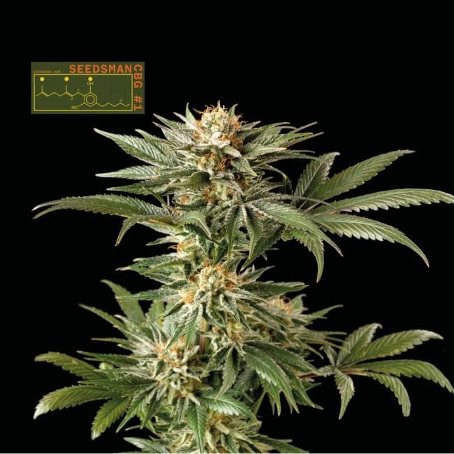 Seedsman CBG #1 Feminized Seeds-SMAN-CBG1-FEM