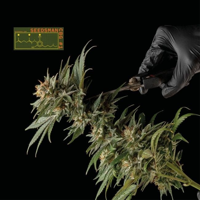 Seedsman CBG #1 Feminized Seeds-SMAN-CBG1-FEM
