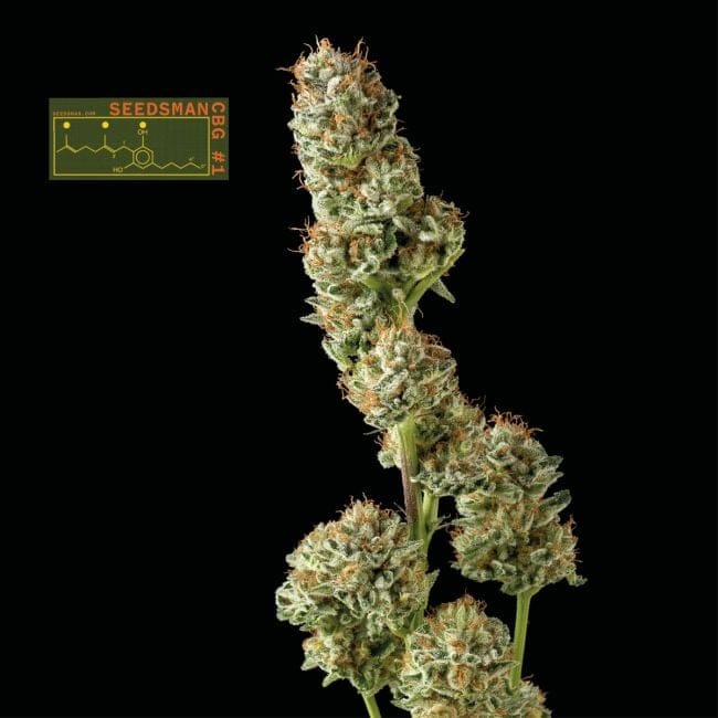 Seedsman CBG #1 Feminized Seeds-SMAN-CBG1-FEM