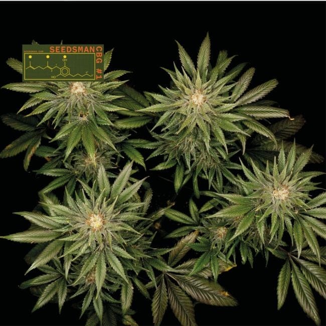 Seedsman CBG #1 Feminized Seeds-SMAN-CBG1-FEM