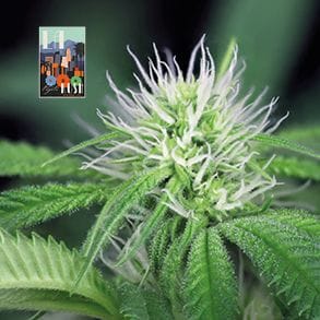 L.A. Peyote Kush феминизирани семена-SMAN-LAPEYKU-FEM