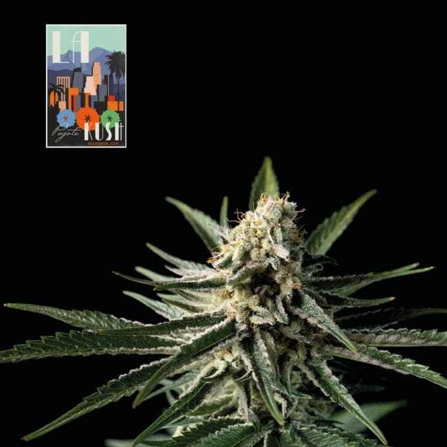 L.A. Peyote Kush Feminised Seeds-SMAN-LAPEYKU-FEM