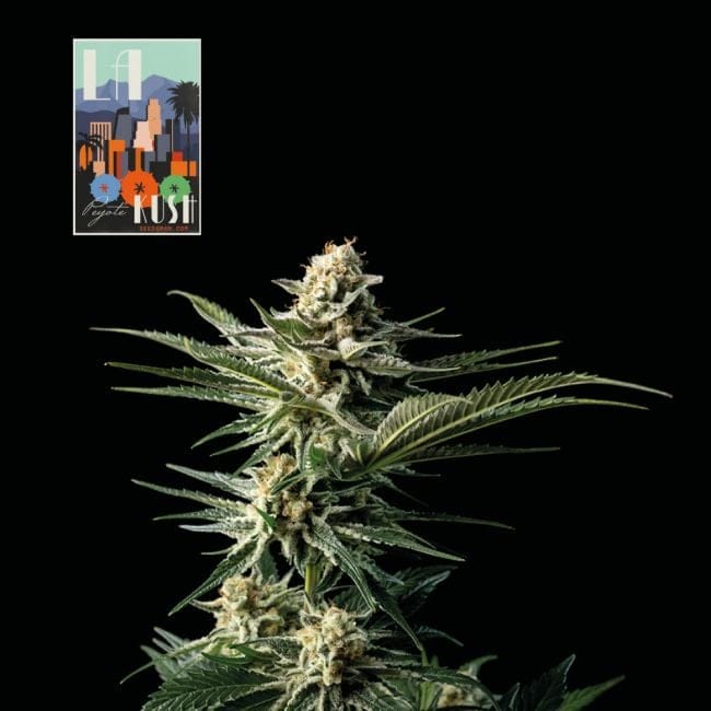 L.A. Peyote Kush Feminised Seeds-SMAN-LAPEYKU-FEM