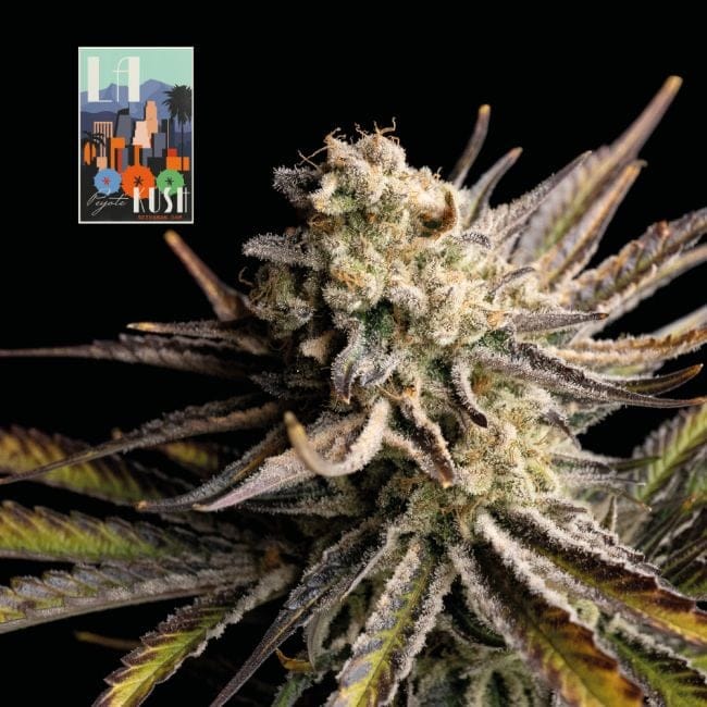 L.A. Peyote Kush феминизирани семена-SMAN-LAPEYKU-FEM