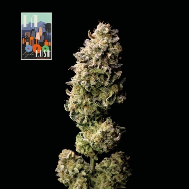 L.A. Peyote Kush феминизирани семена-SMAN-LAPEYKU-FEM