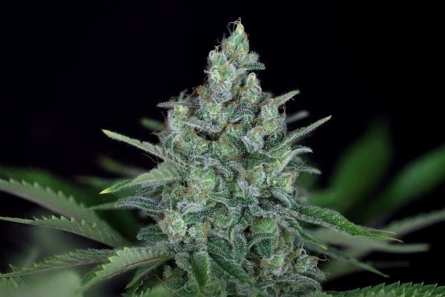 Peyote Forum Feminised Seeds-SMAN-PEYF-FEM