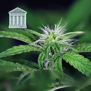 Peyote Forum феминизирани семена-SMAN-PEYF-FEM