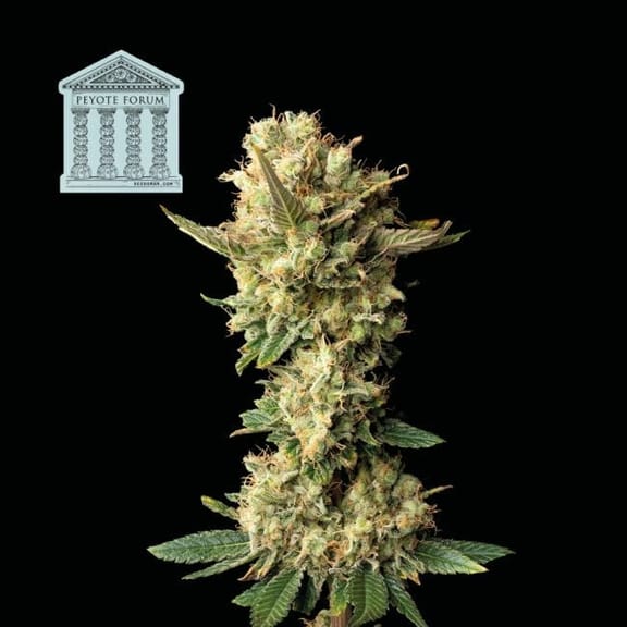 Peyote Forum Feminised Seeds-SMAN-PEYF-FEM