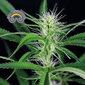 Peyote Zkittlez Feminized Seeds-SMAN-PEYZKIT-FEM