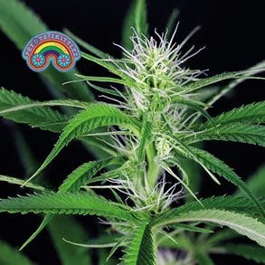 Peyote Zkittlez феминизирани семена-SMAN-PEYZKIT-FEM