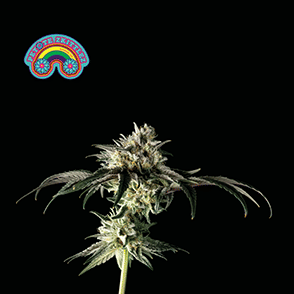Peyote Zkittlez Feminised Seeds-SMAN-PEYZKIT-FEM