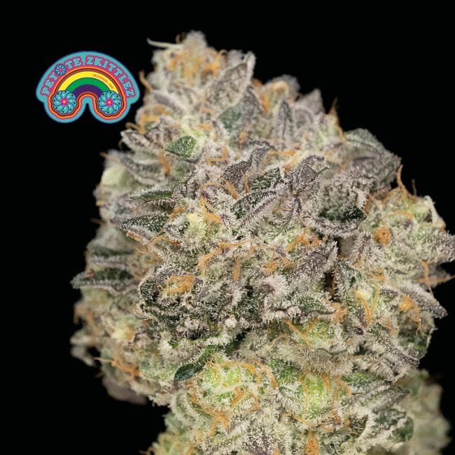 Peyote Zkittlez Feminised Seeds-SMAN-PEYZKIT-FEM