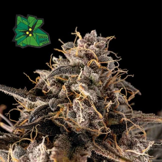 Green Crack Auto Feminised Seeds-SMAN-GRCRK-AUTO-FEM