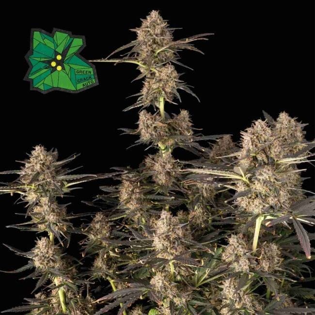 Green Crack Auto Feminized Seeds-SMAN-GRCRK-AUTO-FEM