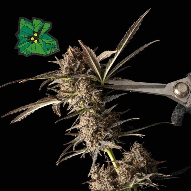 Green Crack Auto Feminised Seeds-SMAN-GRCRK-AUTO-FEM