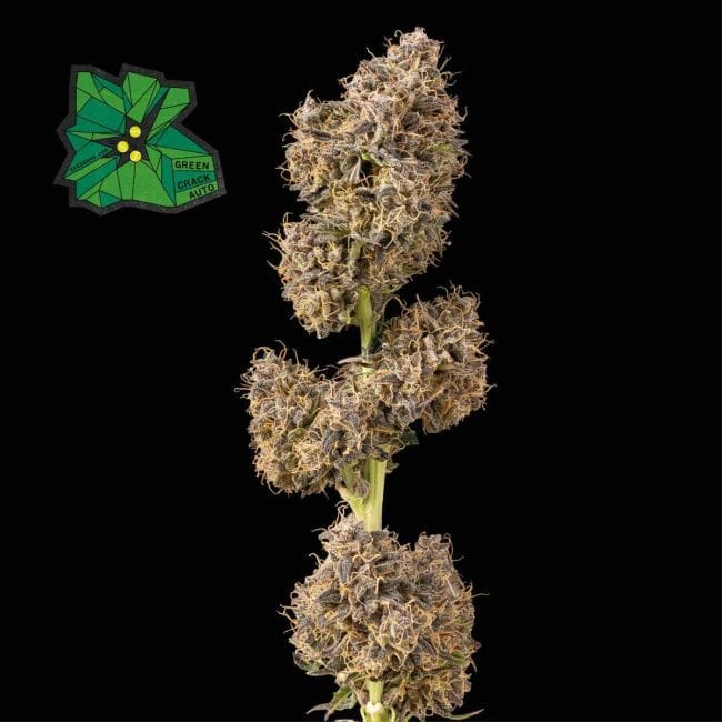Green Crack Auto Feminised Seeds-SMAN-GRCRK-AUTO-FEM
