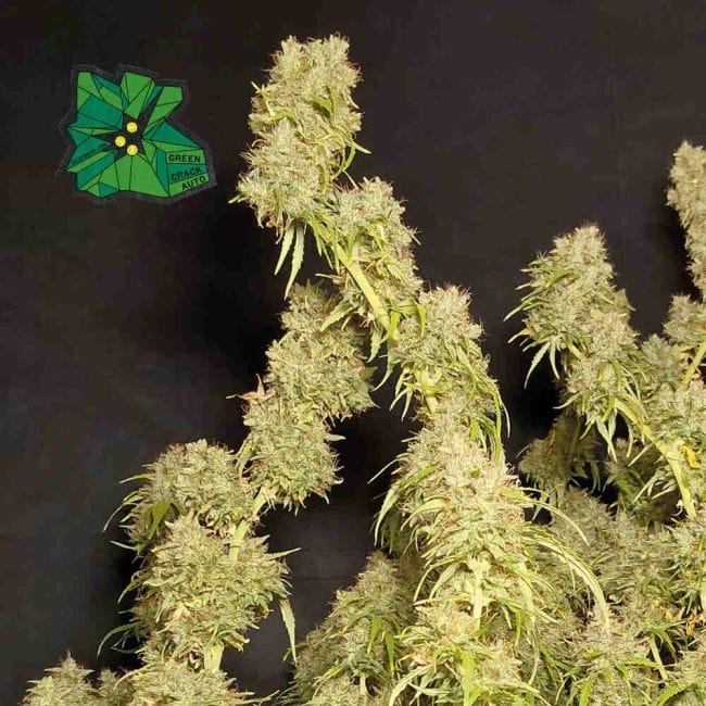 Green Crack Auto Feminised Seeds-SMAN-GRCRK-AUTO-FEM