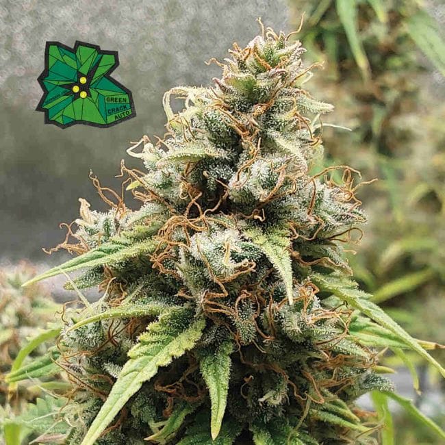 Green Crack Auto Feminized Seeds-SMAN-GRCRK-AUTO-FEM