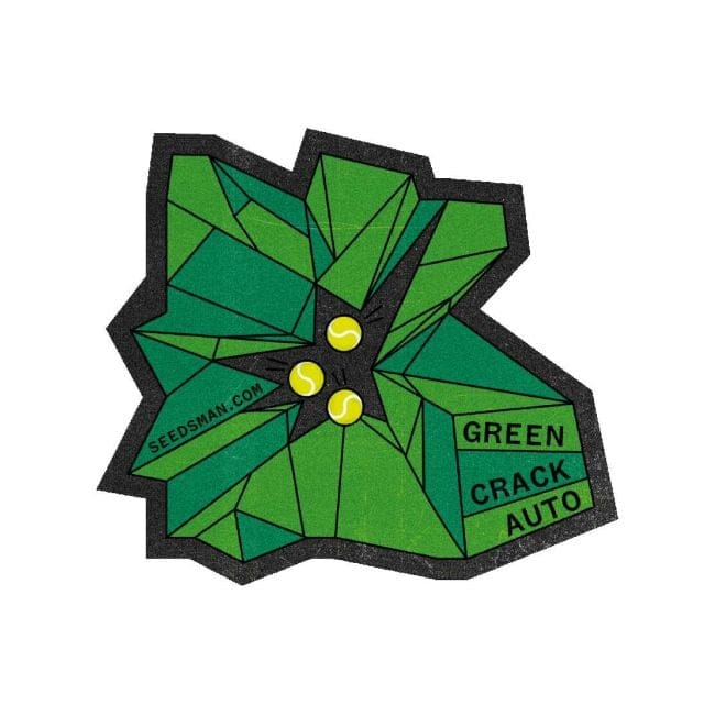 Green Crack Auto Feminised Seeds-SMAN-GRCRK-AUTO-FEM