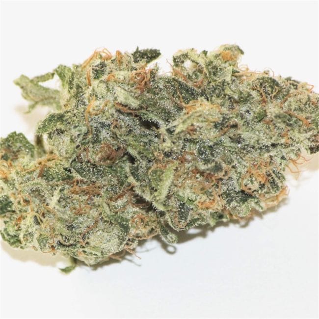 Jack the Ripper Feminised Seeds - 5-TGA-JTR-FEM-5