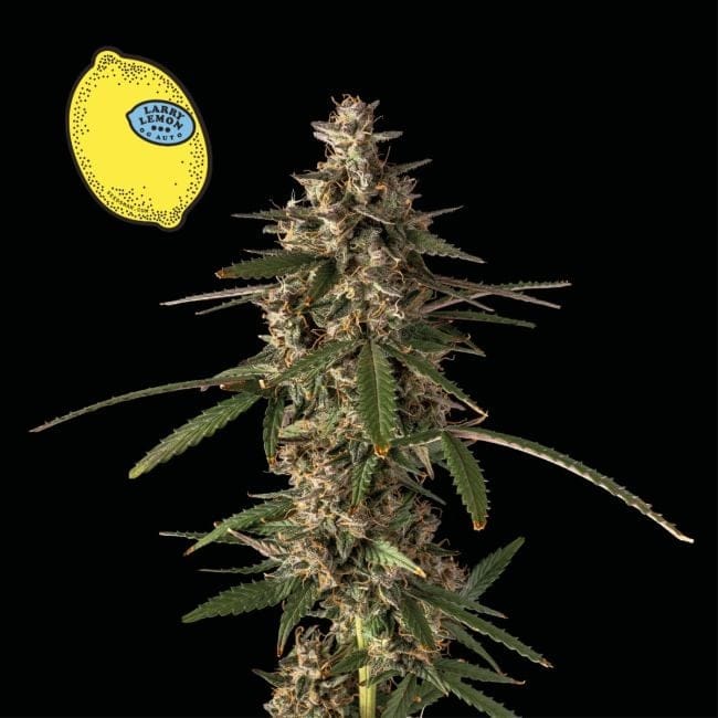Larry Lemon OG Auto Feminised Seeds-SMAN-LARLEM-OG-AUTO-FEM