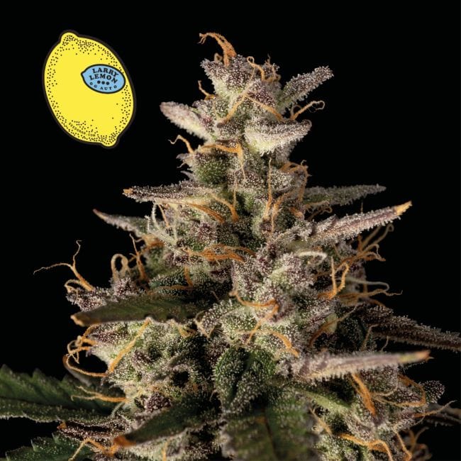 Larry Lemon OG Auto феминизирани семена-SMAN-LARLEM-OG-AUTO-FEM