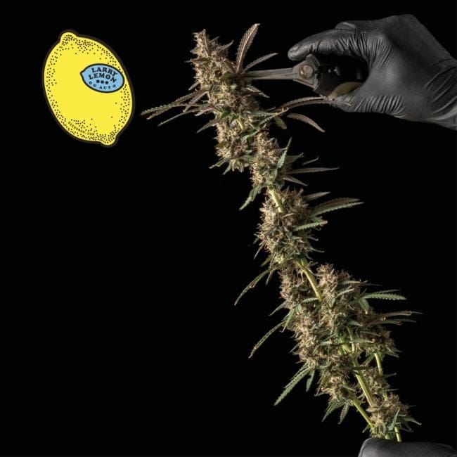 Larry Lemon OG Auto Feminised Seeds-SMAN-LARLEM-OG-AUTO-FEM