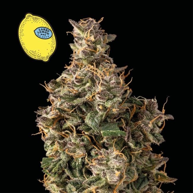 Larry Lemon OG Auto феминизирани семена-SMAN-LARLEM-OG-AUTO-FEM