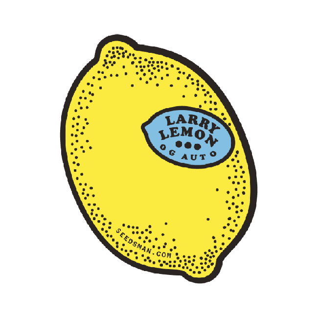 Larry Lemon OG Auto феминизирани семена-SMAN-LARLEM-OG-AUTO-FEM