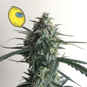 Larry Lemon OG Auto Feminised Seeds-SMAN-LARLEM-OG-AUTO-FEM
