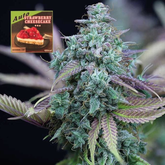 Strawberry Cheesecake Auto Feminised Seeds-SMAN-STRCHCAKE-AUTO-FEM