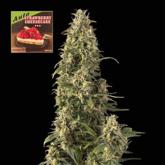 Strawberry Cheesecake Auto Feminisiert Saatgut-SMAN-STRCHCAKE-AUTO-FEM