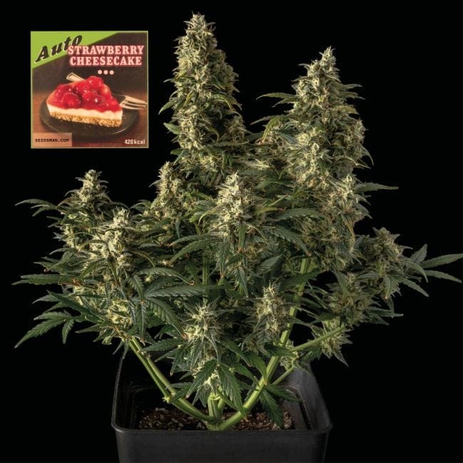 Strawberry Cheesecake Auto Feminised Seeds-SMAN-STRCHCAKE-AUTO-FEM